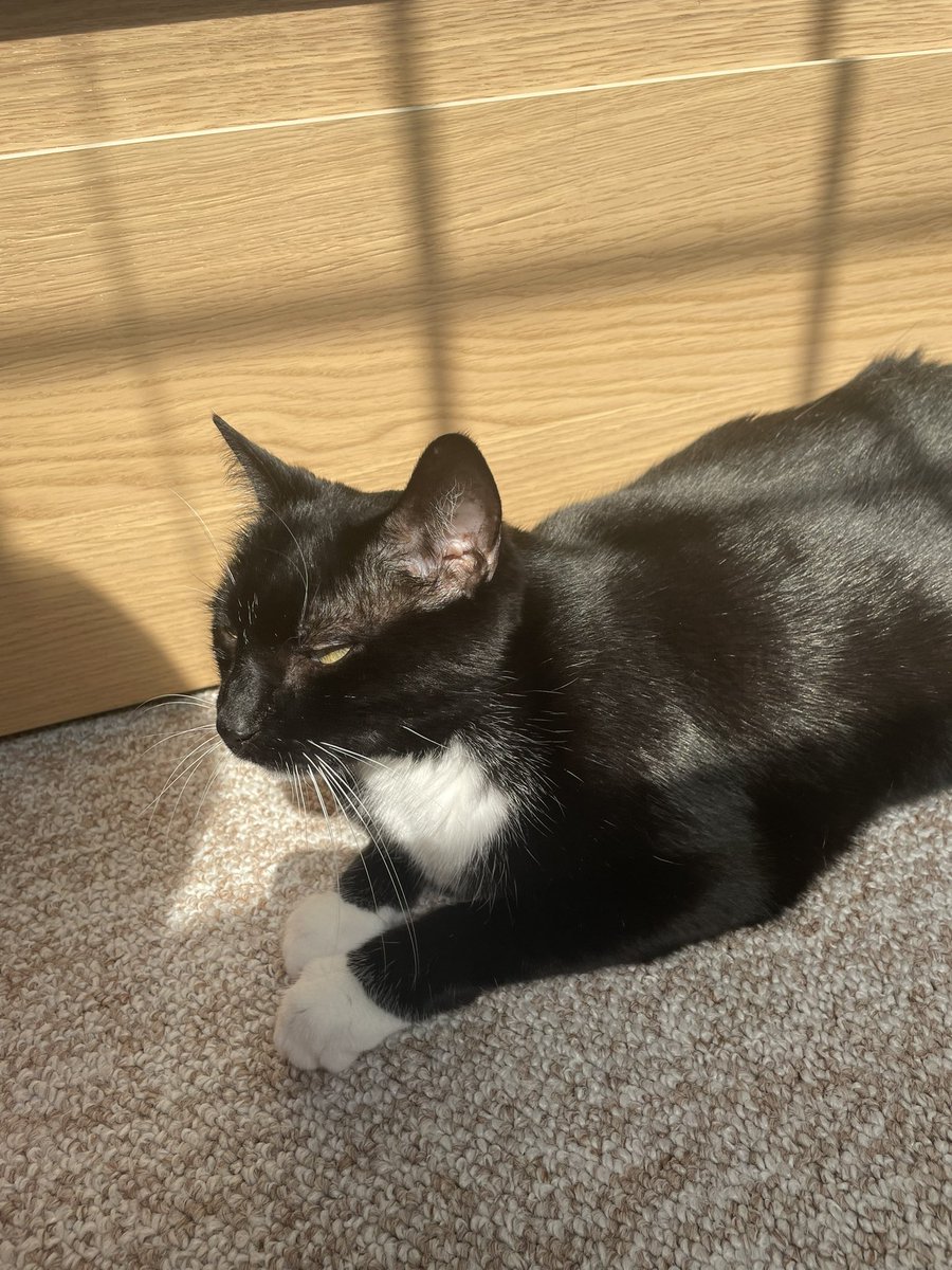 exesaturated's tweet photo. @sniffalt Zigzag and butter <3 Zigzag has very pretty eyes he will stare at you with the biggest pupils it’s very cute kinda like puss and boots and butter will sort of hug me when I pick him up :))) https://t.co/cnDu0KE0Eb