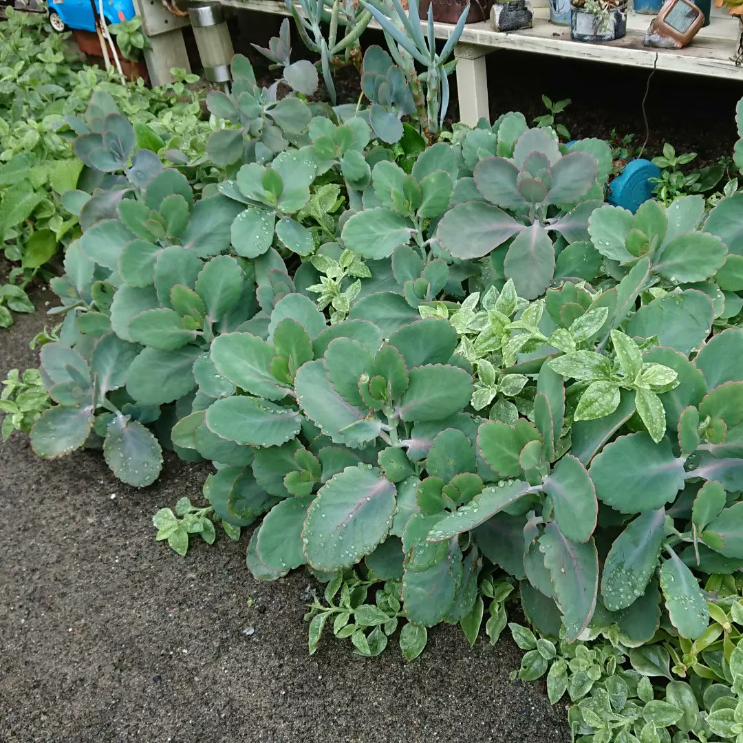 多肉植物地植え Twitter Search Twitter 多肉植物地植え Twitter Search Twitter