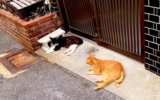 猫が落ちている町
守口市 