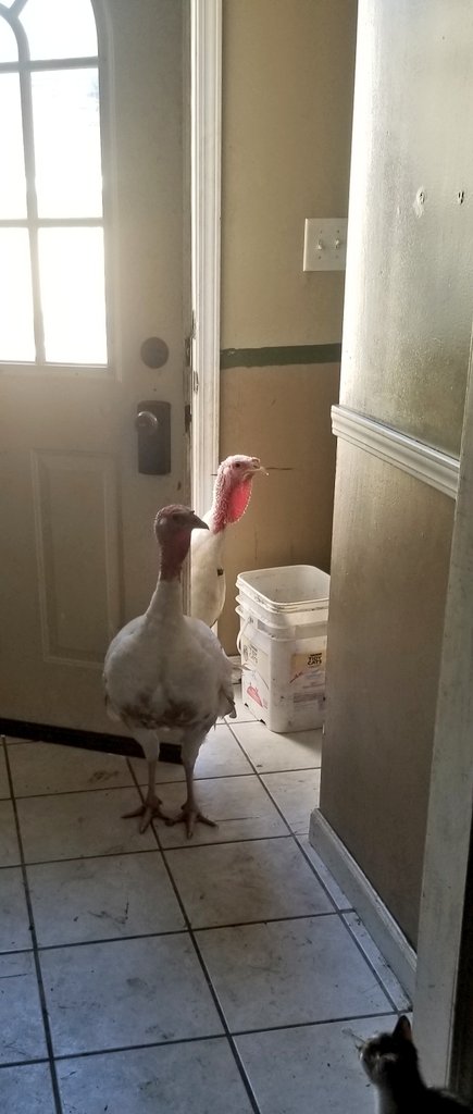 MiniTinyFarm's tweet photo. "So ma, where the food at" 😂🦃 
The turkeys think their a bit entitled to just walk in the house when they feel like it. #farmlife #turkey https://t.co/bZJXYswPBG