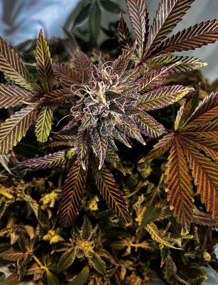 Claras Kush (@claraskush)  X