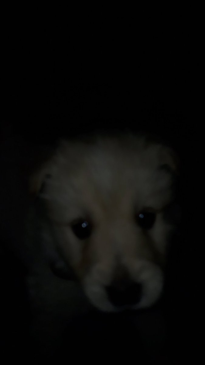 no hay fotos decentes de mi nueva adquisición (thomas)