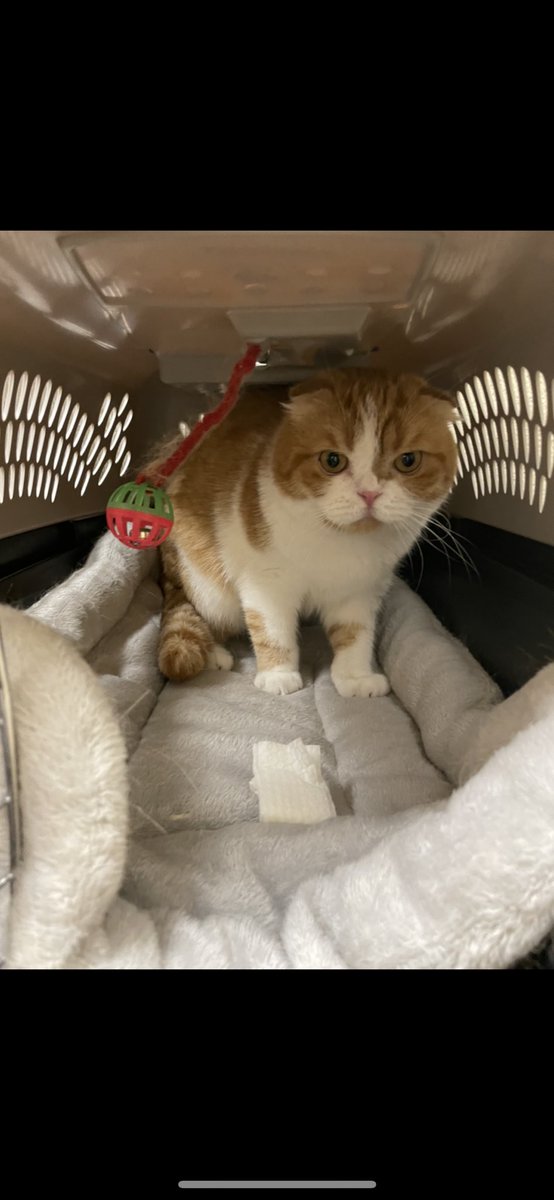 macaroni tweet media