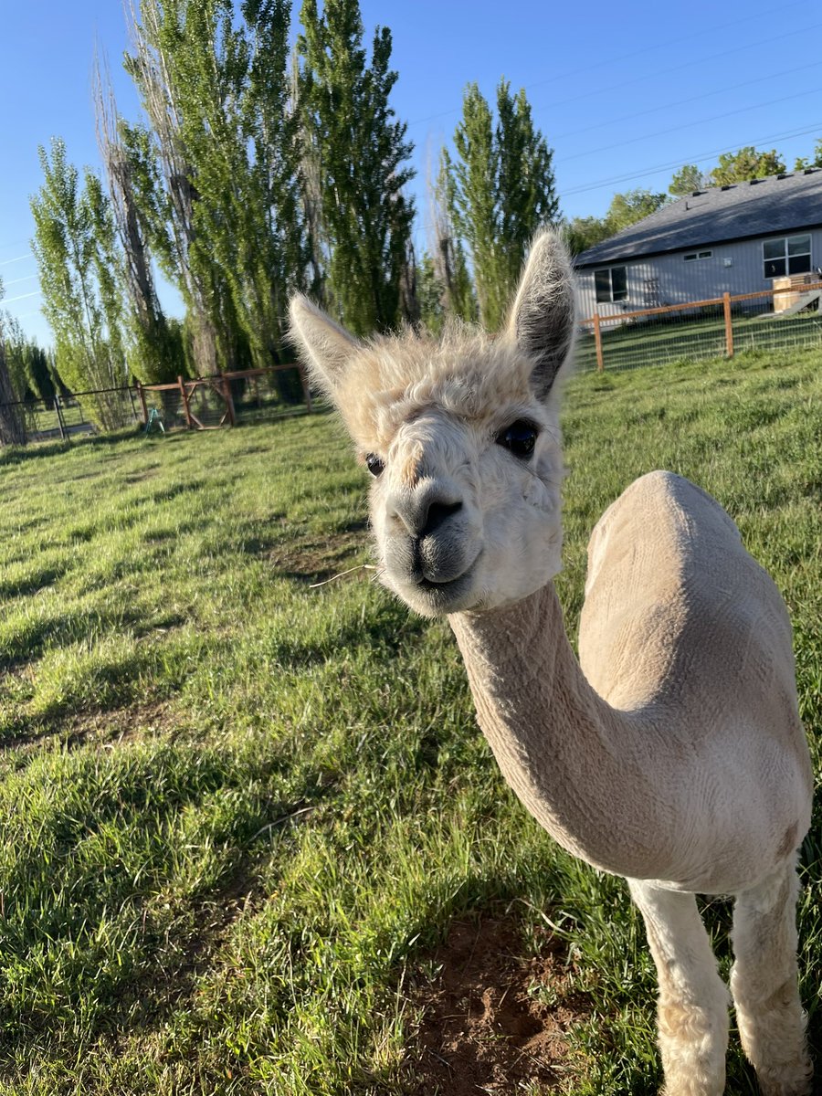Day 5 of #alpactober is all about the shearing process and tips for the best fiber harvest.