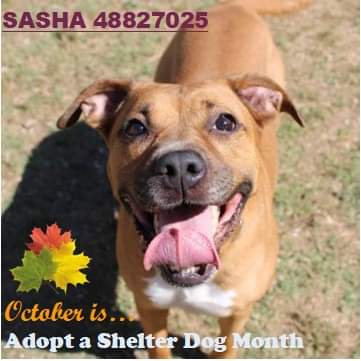 Sasha has been here at SMRAS for 362 days (that's 2 days shy of ONE YEAR!) with little to no adoption interest.  We don't understand why because Sasha is a superstar! She's very playful, treat motivated, and loves affection. m.facebook.com/story.php?stor… #AdoptDontShop