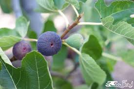 Nature_NeedsUs's tweet photo. #plant_trees
I love #fig_tree
Planting 2 more Fig trees in public area around my house let's people eat its fruit
#hunger can be less by planting fruit trees. https://t.co/rGcLWj2HoV