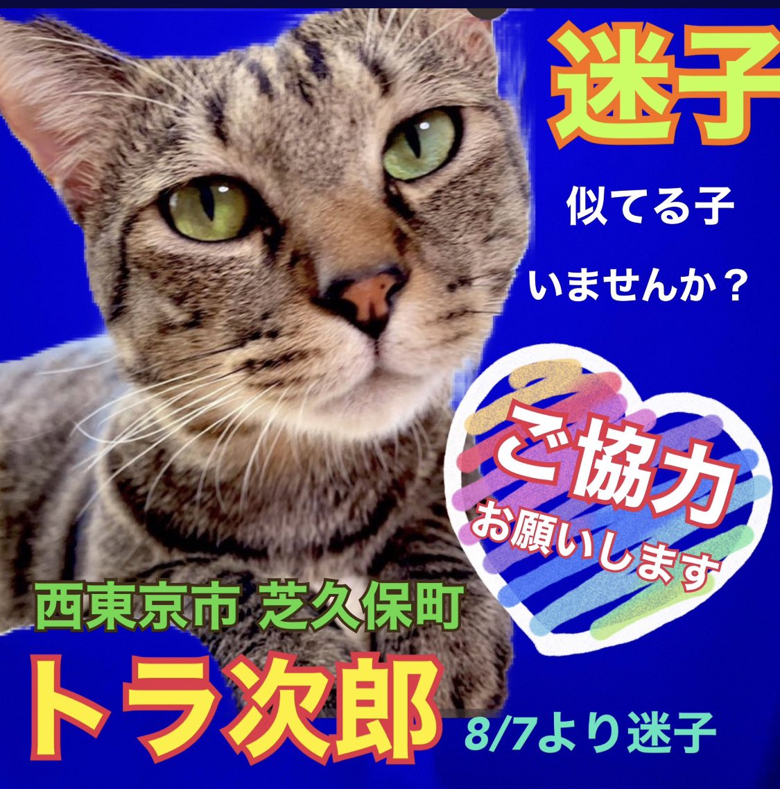 RINGO1816's tweet photo. トラ次郎3歳半の♂を探しています大切な家族です尻尾は短くピンと立てて歩きます鼻には小さなほくろがあって嬉しいと小刻みに尻尾を振ります。お水をお手手で救って飲みます‼︎情報お待ちしています　#猫を探しています　#迷い猫　#キジトラ　#西東京市　#芝久保町3丁目　#花小金井駅 https://t.co/rybUnz4HEz