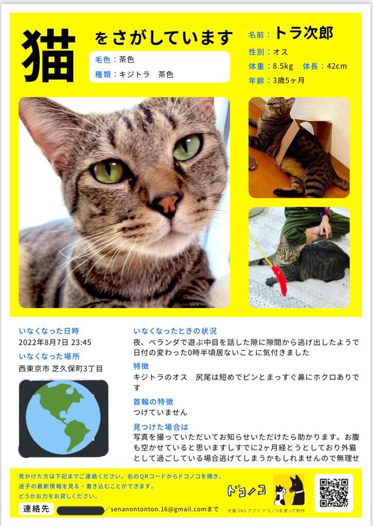 RINGO1816's tweet photo. トラ次郎3歳半の♂を探しています大切な家族です尻尾は短くピンと立てて歩きます鼻には小さなほくろがあって嬉しいと小刻みに尻尾を振ります。お水をお手手で救って飲みます‼︎情報お待ちしています　#猫を探しています　#迷い猫　#キジトラ　#西東京市　#芝久保町3丁目　#花小金井駅 https://t.co/rybUnz4HEz