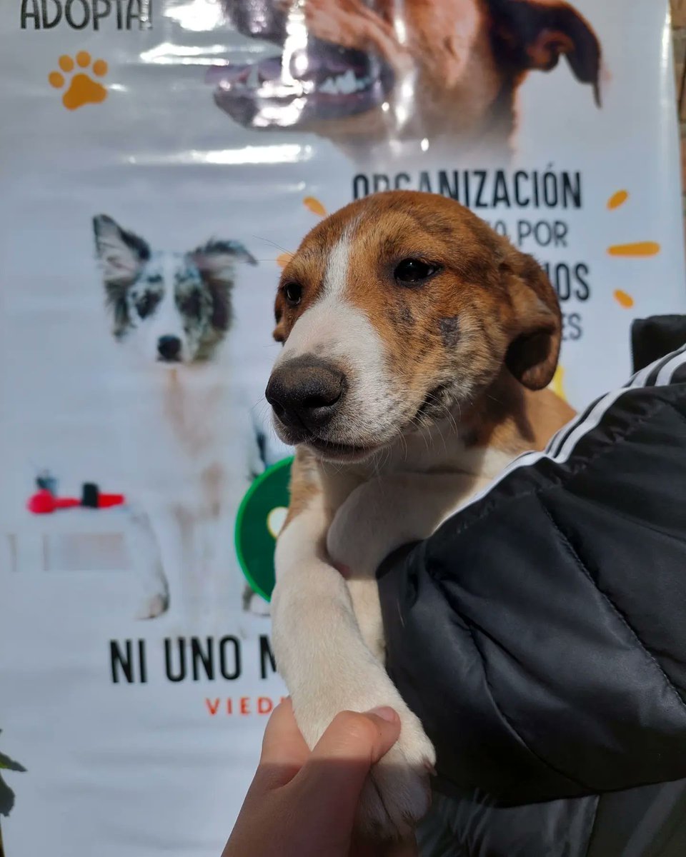 niunomasVP's tweet photo. Esta historia puede tener un final aún más feliz😉 si Dobby es adoptado... qué esperas para agregarlo a tu vida y darle una oportunidad unica? 

Dobby ❤
#EnAdopcion
Plan sanitario al día: vacunas y antiparasitario. 
RT y me gusta, ayudanos a que llegue a mas personas 🙏🙌 https://t.co/v9QKXY68kU