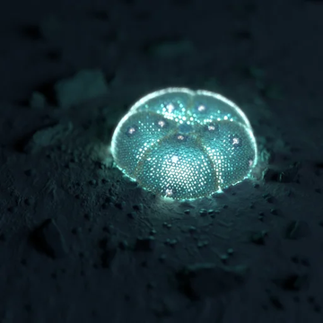 #Wixa 55 
Hikuri Luminoso
by @_chanock_ 
Collected by <a href="/JakeFoushee/">Jake Foushee</a>