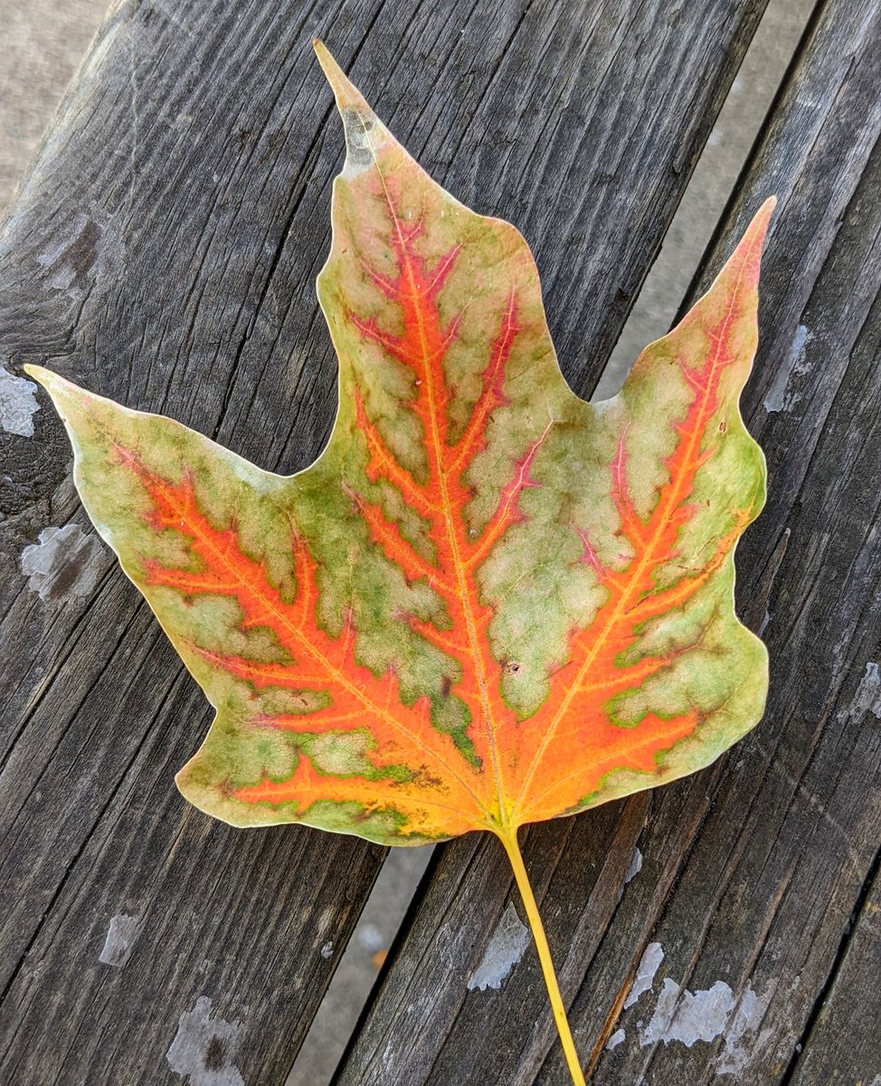 onlyastoner's tweet photo. this leaf in particular https://t.co/JyCGLXpgIN