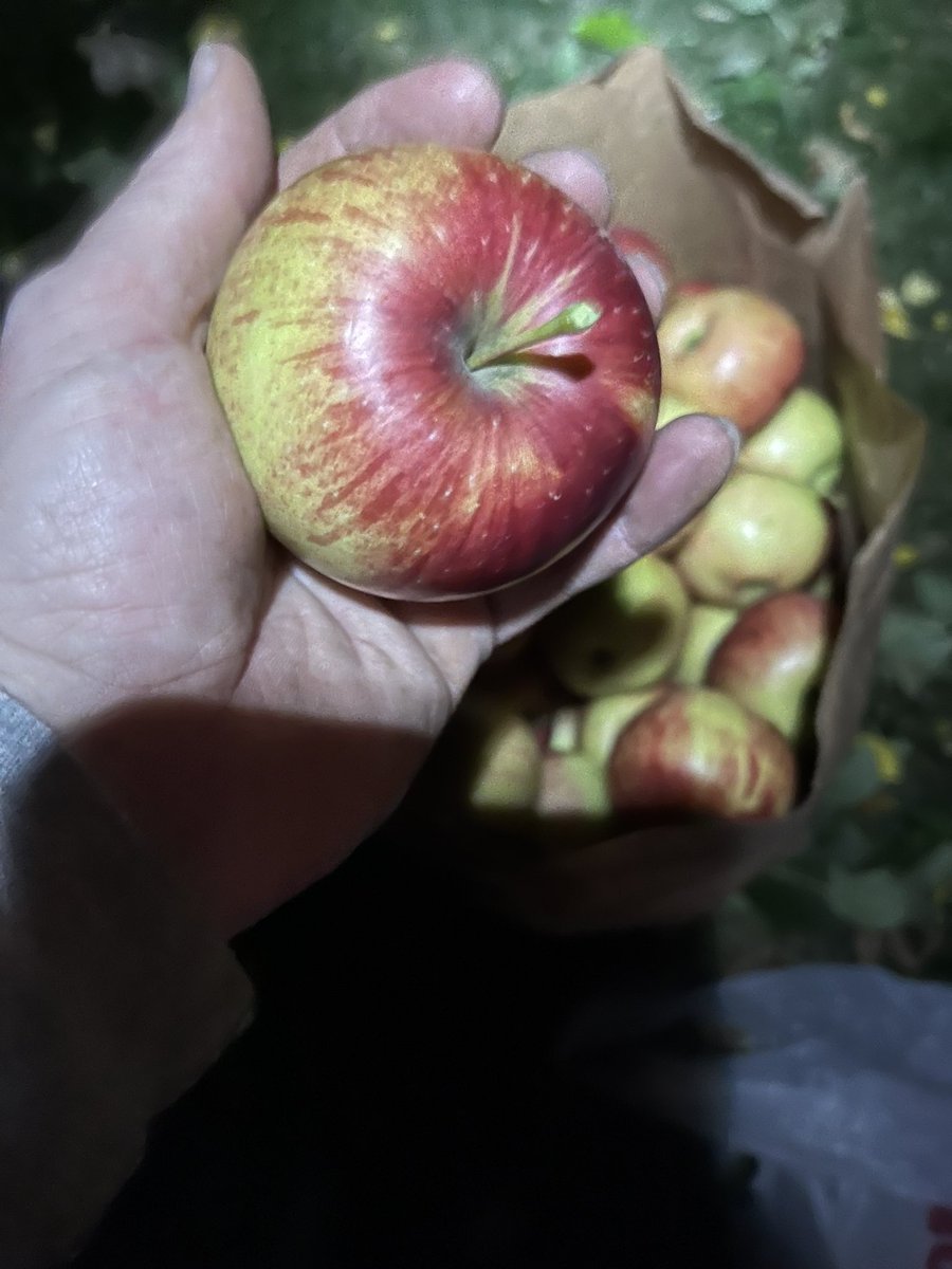 ryan_syverson's tweet photo. The last apple of 2022 went into the bag in the dark. Nice night for a headlamp and over 1500 apples picked.  A good apple 🍎 year.👍🍎 https://t.co/BX5rKIha6I