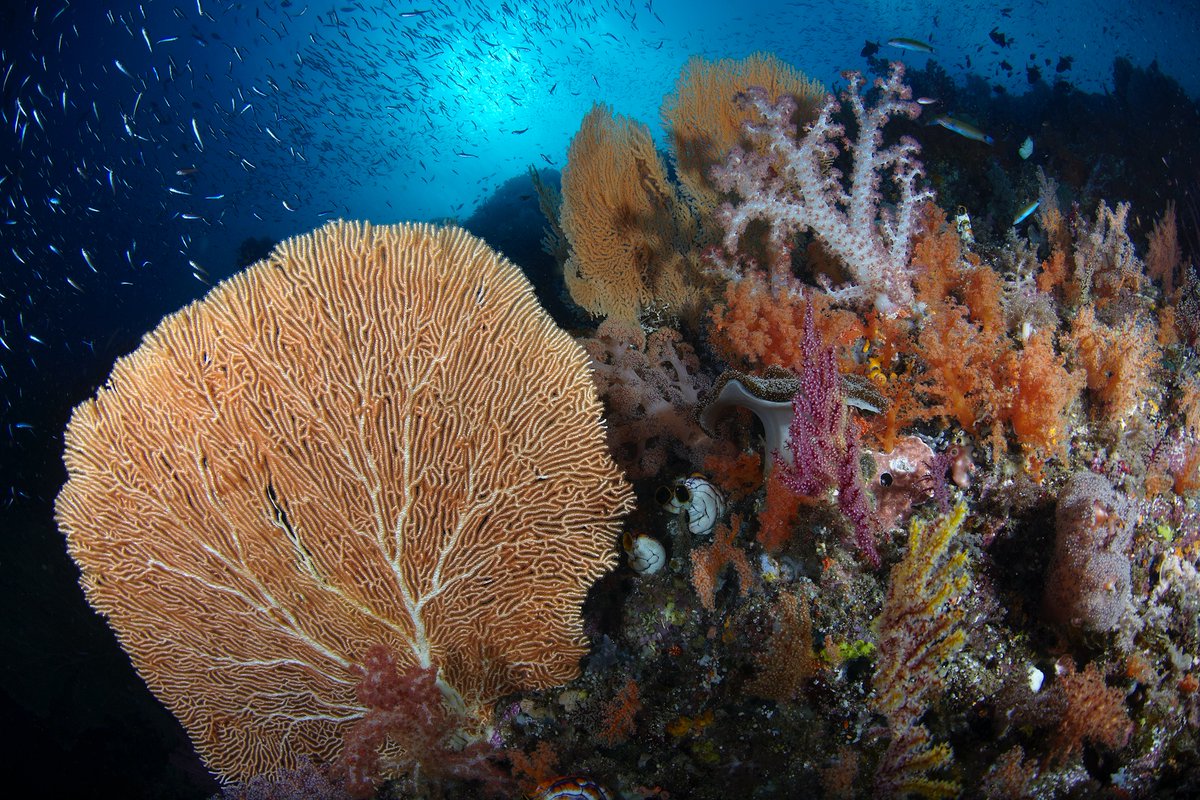 Diving_deals's tweet photo. Raja Ampat $700 off on Blue Manta in an Upper Deck Cabin.
Only 2 spaces left at this discount on the 5-12 Jan 2023 trip.
Normal price $3,950, now $3,250 per person.
Offer ends 30 Oct, don't miss out !
https://t.co/tUUWWTqujk
#Scuba #Diving #Liveaboard #RajaAmpat #BlueManta https://t.co/b64wqI3Hm7