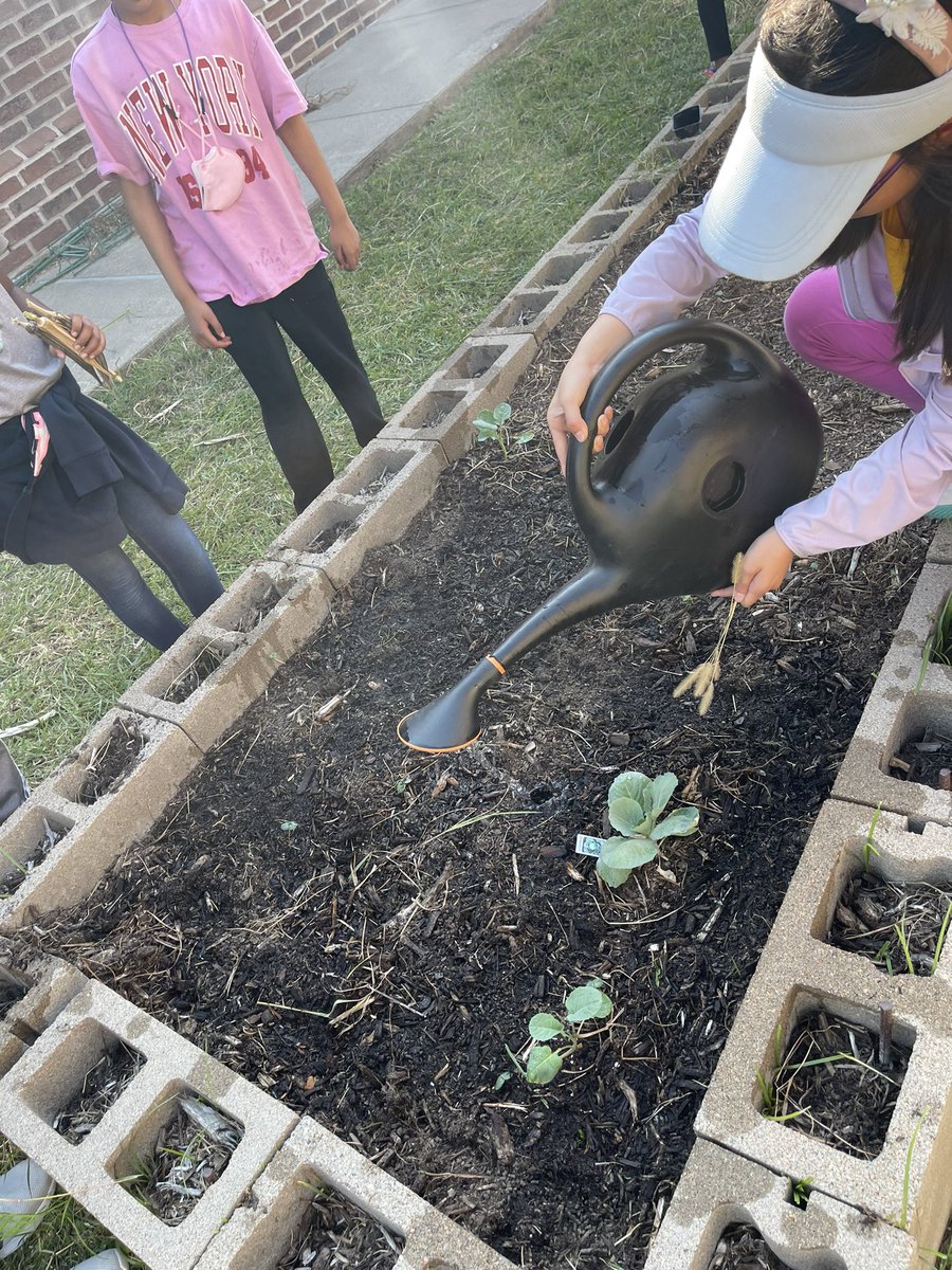 MrsHernandezCSE's tweet photo. Love spending time with the Green Squad on Wednesday afternoons! They’ve been working hard pulling weeds, prepping soil, and planting their fall/winter veggies and herbs! @CSE_Chameleons #CSEgreensquad https://t.co/GzAXaTiD3L