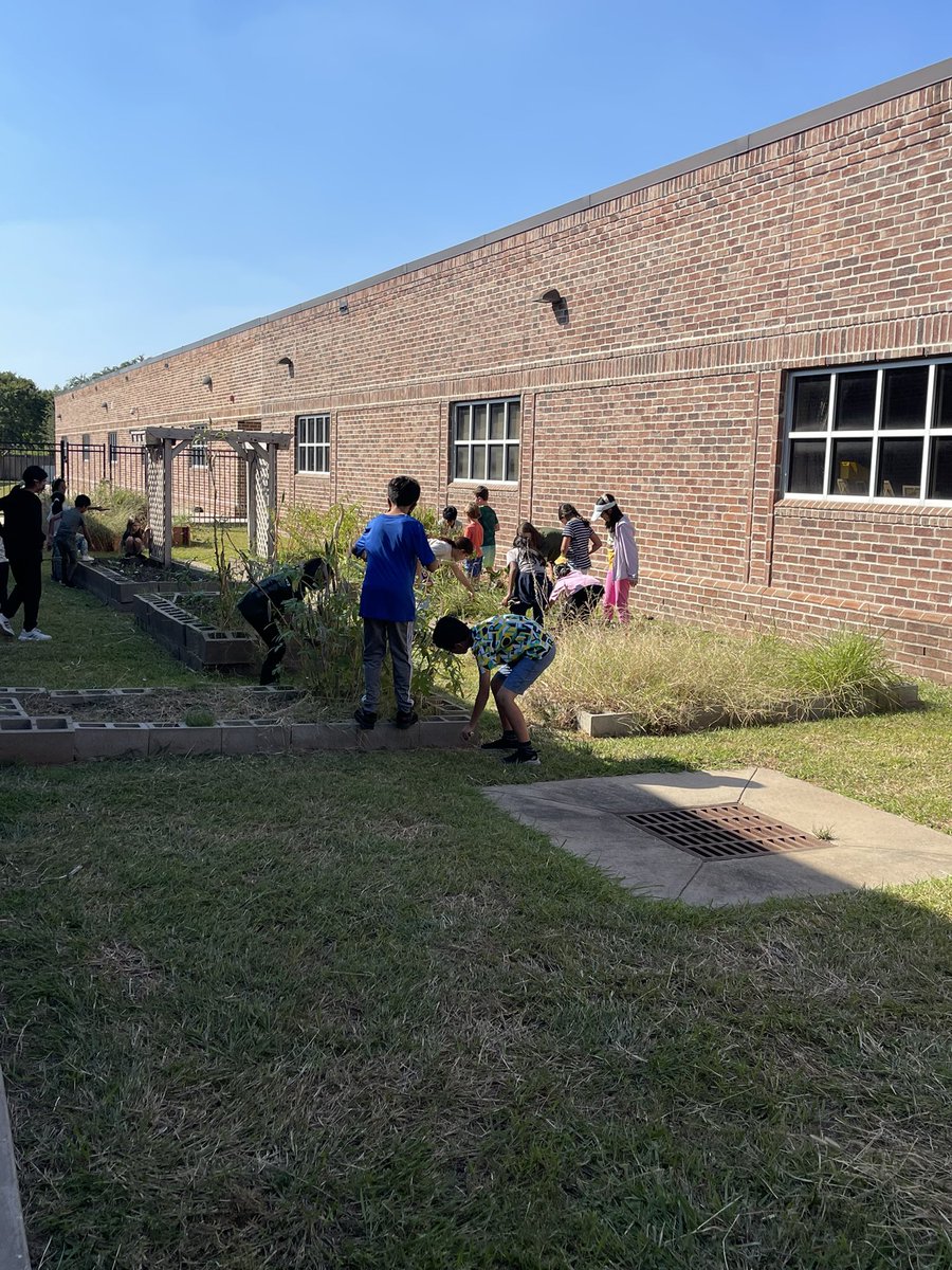 MrsHernandezCSE's tweet photo. Love spending time with the Green Squad on Wednesday afternoons! They’ve been working hard pulling weeds, prepping soil, and planting their fall/winter veggies and herbs! @CSE_Chameleons #CSEgreensquad https://t.co/GzAXaTiD3L