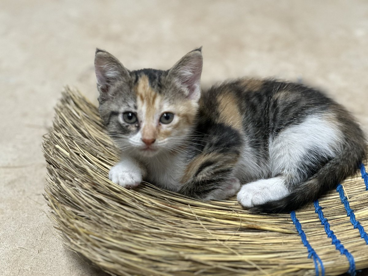 ImAmberMeek's tweet photo. Two kitten looking for a forever home. https://t.co/5uX4kMFKx4