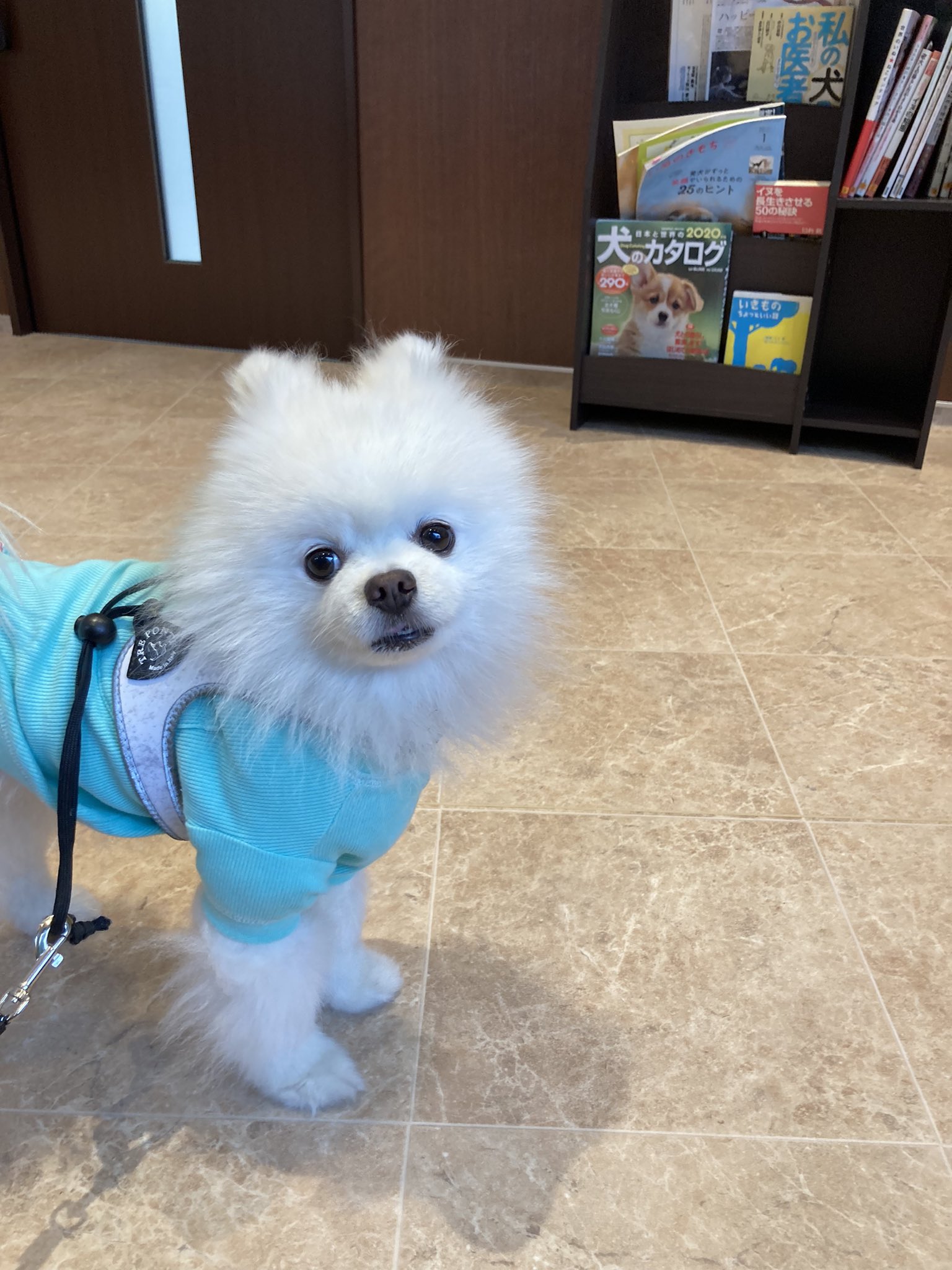 タレ目の犬 ポメラニアン Pomeranian15 Twitter