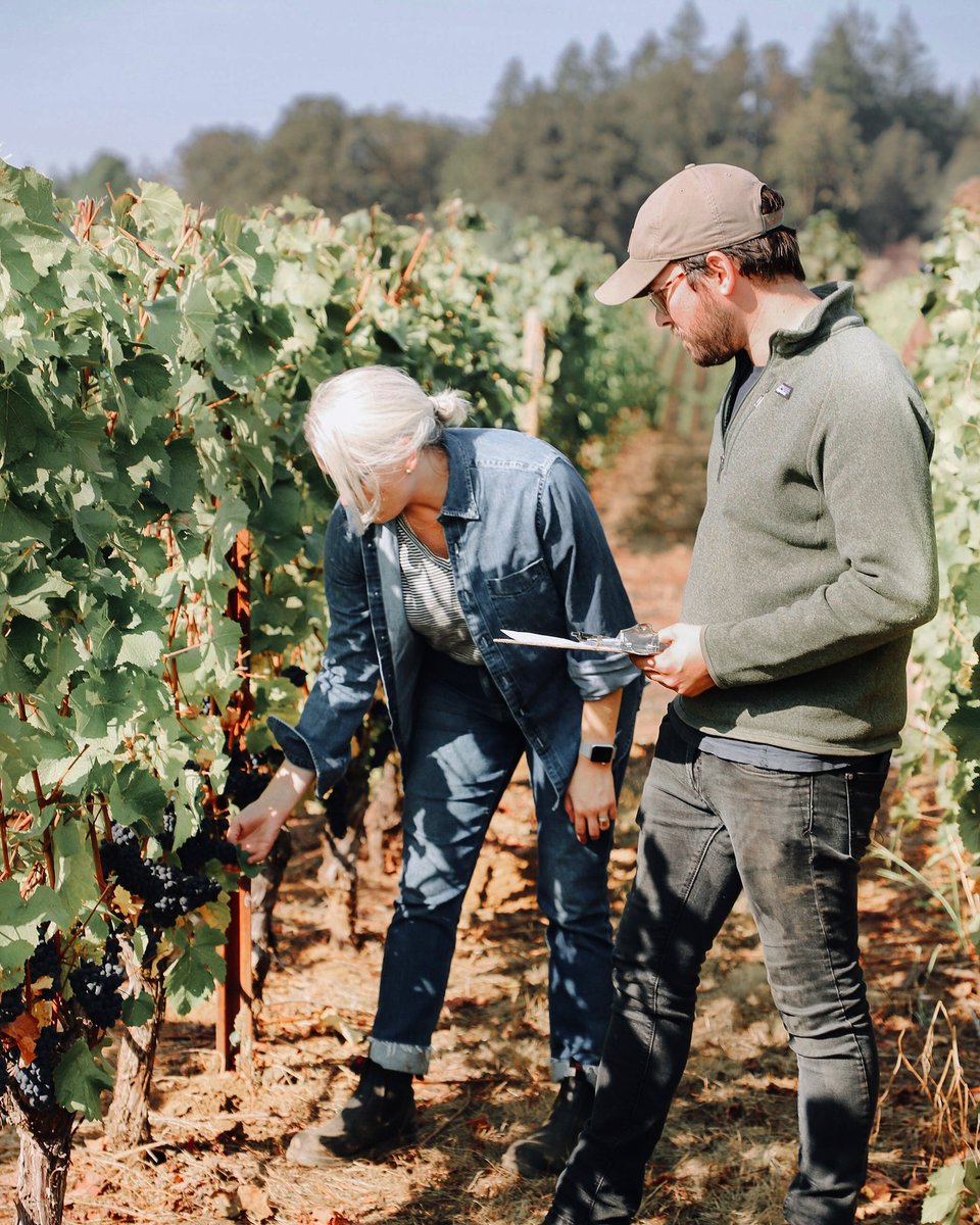 Harvest this year has provided us with a unique “ready when you are” perspective with the vineyard. Fruit is checked daily for the right amount of ripeness and flavor giving our team the opportunity to make intentional adjustments on when to pick.
#wine #harvest22 #oregonwine