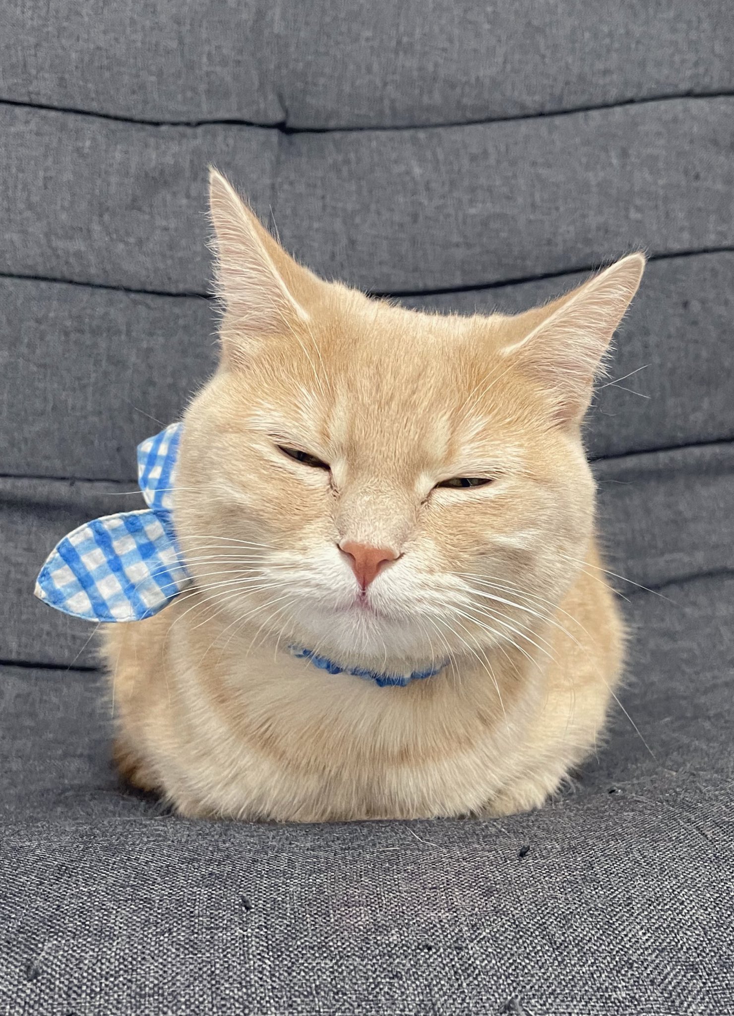 くるみ きなこもち Curumicat Twitter