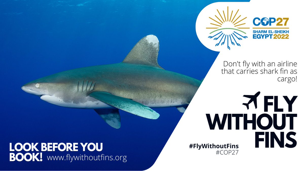 Flying to #COP27 in Sharm El Sheikh🇪🇬?
Please choose an airline that doesn’t carry #shark fin as cargo and doesn’t support the cruel and unsustainable #sharkfin trade.🦈
Look before you book: flywithoutfins.org and support #SDG14 and #Biodiversity