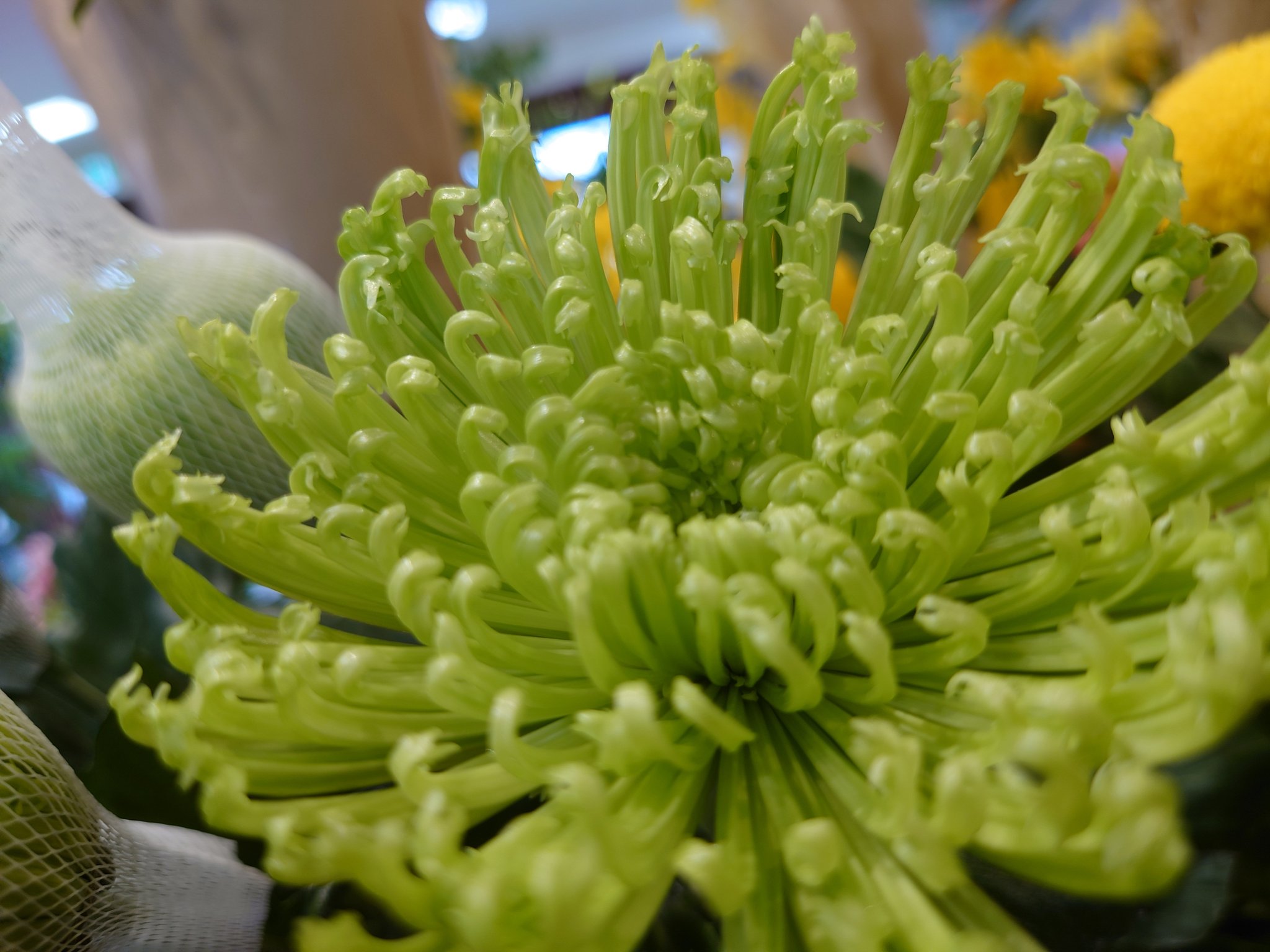 はなも市原店 株式会社花茂 Hanamo4187 Twitter