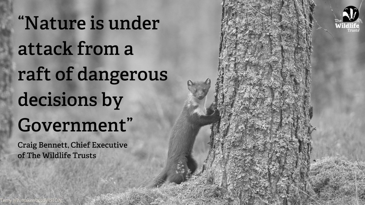 Join the fight for nature! The Government have made announcements that could pose a serious threat to our wildlife and wild spaces. Let your MP know we won’t stand for this and help us #DefendNature today! wtru.st/DefendNatureTw…