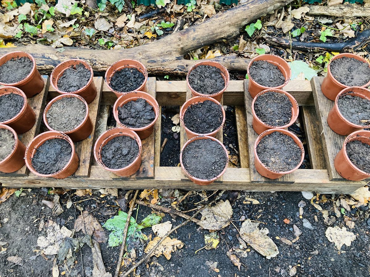 <a href="/HMC_School/">High Meadow Community School</a> learning about &amp; planting #autumn seeds… acorns, conkers &amp; hazelnuts!!! We’ll be monitoring their growth &amp; once they’re big enough we plan to give them a new home within our #forestschool area 🌳🌳🌳 #outdoorlearning #trees