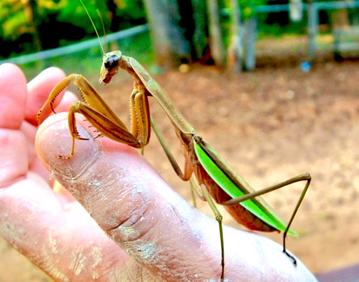 Tenodera sinensis