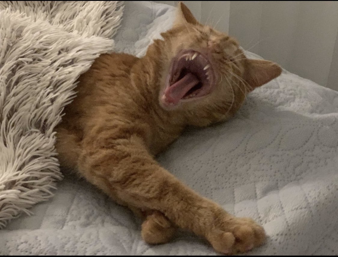 Anna8Sofia's tweet photo. Monster cat. https://t.co/mldiSF6jiD