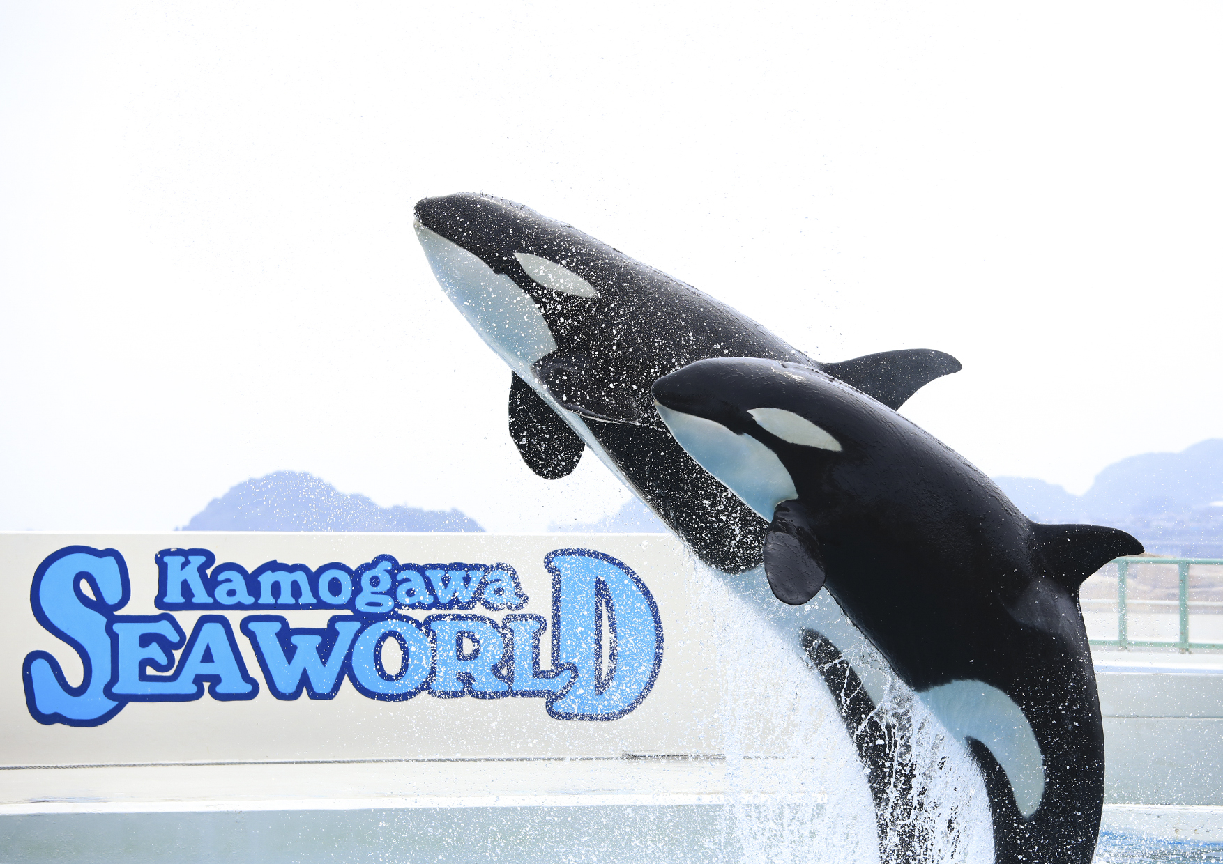 鴨川シーワールド ビッグシャチぬいぐるみ BIG