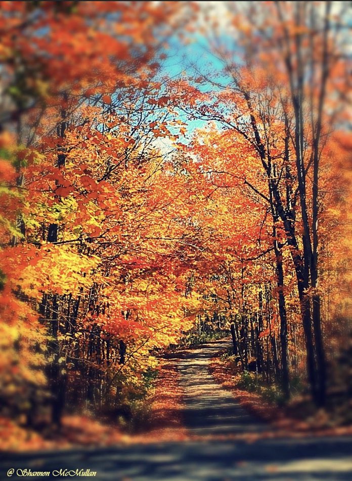 manitoulinmagic's tweet photo. Missing home…. Like this Fall trail on Manitoulin Island. #manitoulinmagic #fallcolours #NEont https://t.co/DWytbOK3qF
