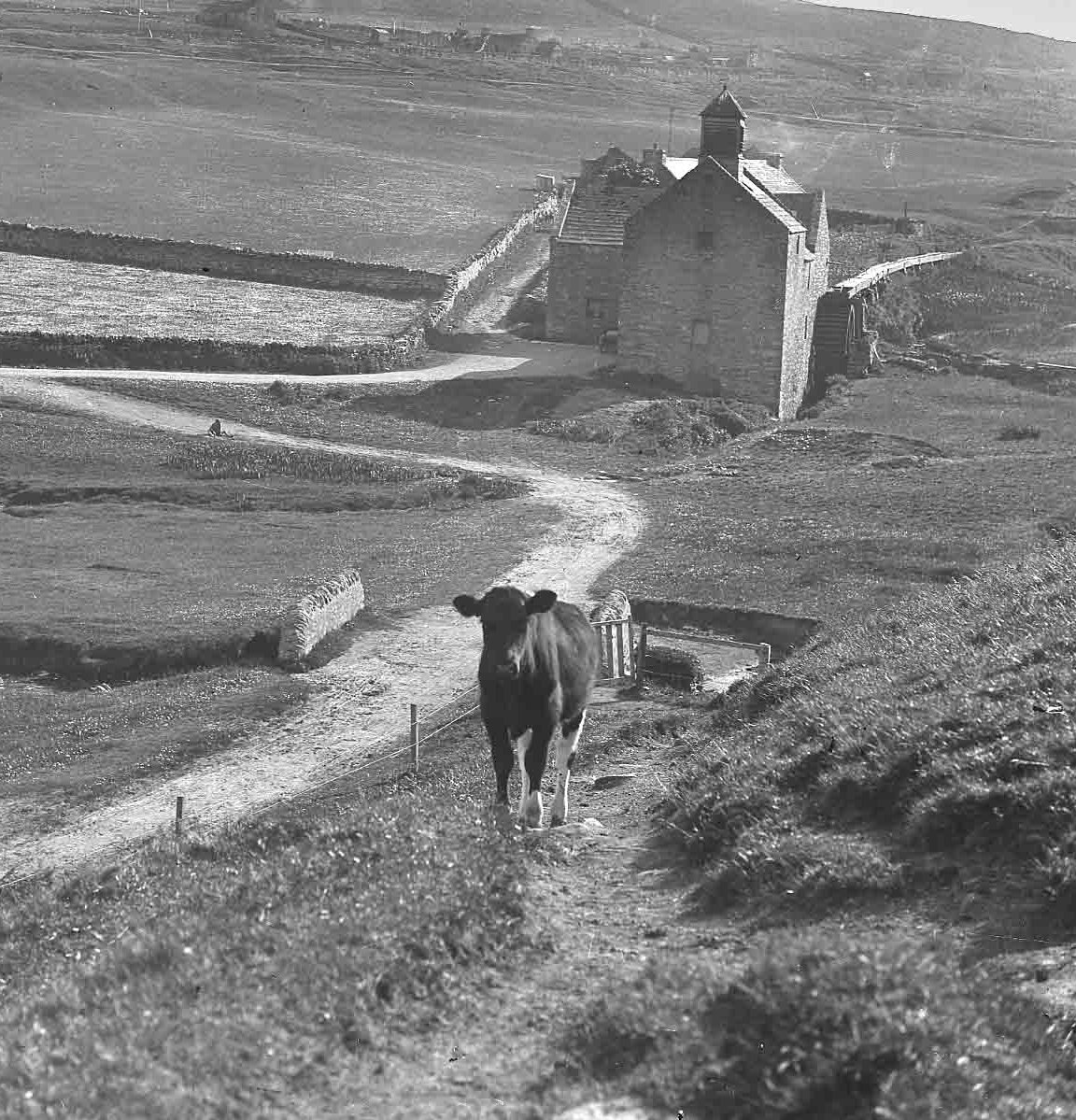 a short poem name 
like when we meet a bovine
and we say 'hi coo'

#NationalPoetryDay