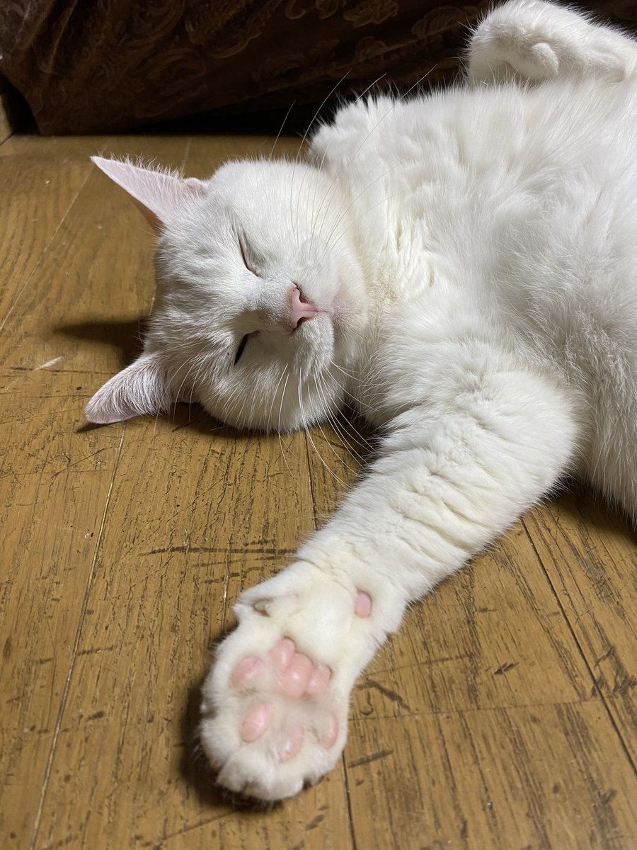 taki0803's tweet photo. ①セルフ足抱き枕
②腕枕のお誘い
③こたつ
④ひんやりマット

 #全日本きもちよさそうに眠るねこ選手権 https://t.co/4QgAdj2nKP