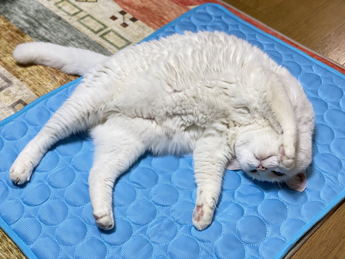 taki0803's tweet photo. ①セルフ足抱き枕
②腕枕のお誘い
③こたつ
④ひんやりマット

 #全日本きもちよさそうに眠るねこ選手権 https://t.co/4QgAdj2nKP