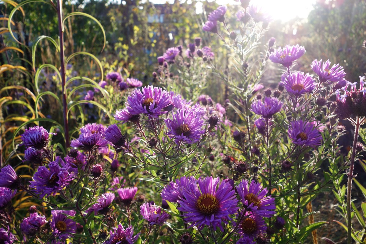 Some nice colour from Michaelmas daisies (Symphyotrichum novae-angliae) at the moment, also great for late pollinators such as Common carder bumblebees and butterflies. #plants