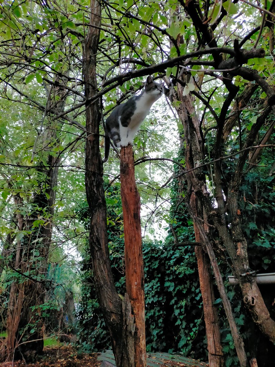UnrealAmbient's tweet photo. Guarda, da quassù
sembra tutto diverso.
Vuoi salire?
#haiku #haikudaily #17sillabe #scritturebrevi #poetrylovers #tweetpoetry #CatsofTwittter https://t.co/ChHAB1JU3l