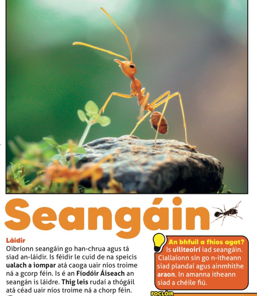 EIPIC1's tweet photo. Ants are omnivores. They eat plants, meat and……each other😱 Get your subscription to Eipic! at ordu@eipic.ie and enjoy lots of fun facts and much more. #gaeilge #scoil #eipicmagazine #oideachas #múinteoir #bunscoil https://t.co/Qeg6uKQfRP