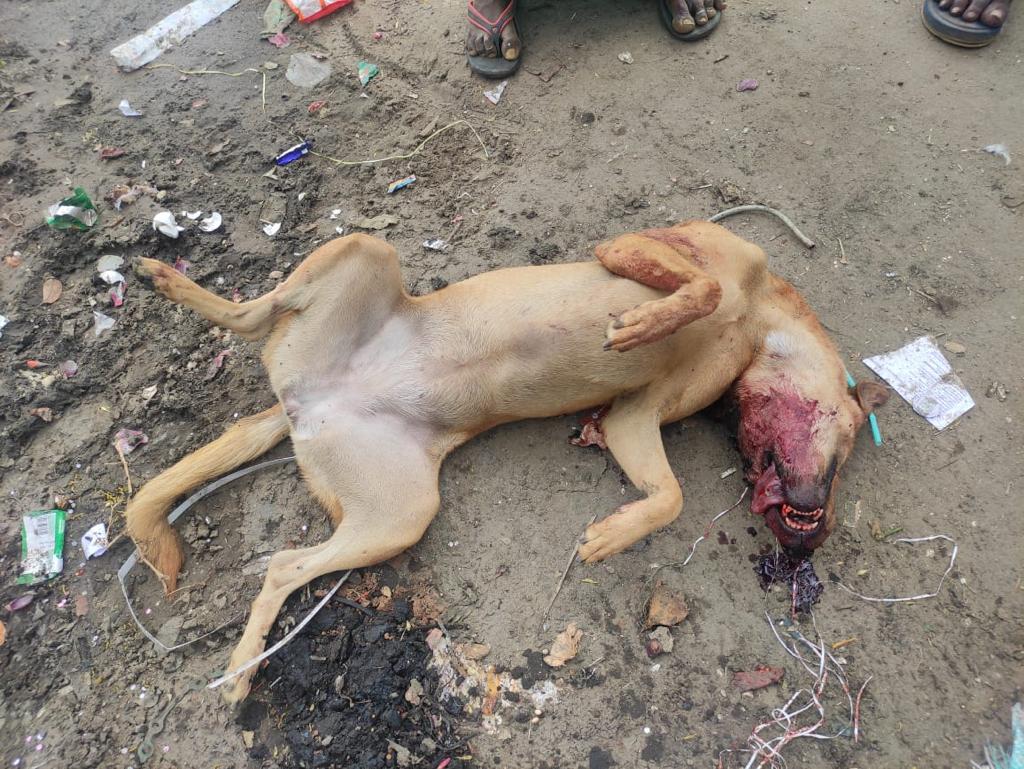 Humane Animal Society (HAS) tweet media