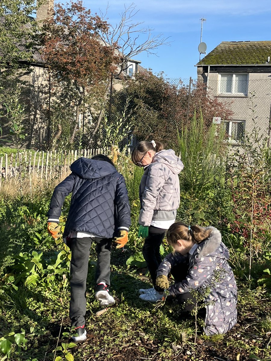 Woodside School (@woodside_school) on Twitter photo We had some helpers along to the Wee Forest today from <a href="/BucksburnAcyPC/">BucksburnAcademy PC</a> they worked together with <a href="/MissCblackman/">Miss Blackman and Room 10</a> to help weed around the trees 🌲 🌳 We had some helpers along to the Wee Forest today from <a href="/BucksburnAcyPC/">BucksburnAcademy PC</a> they worked together with <a href="/MissCblackman/">Miss Blackman and Room 10</a> to help weed around the trees 🌲 🌳