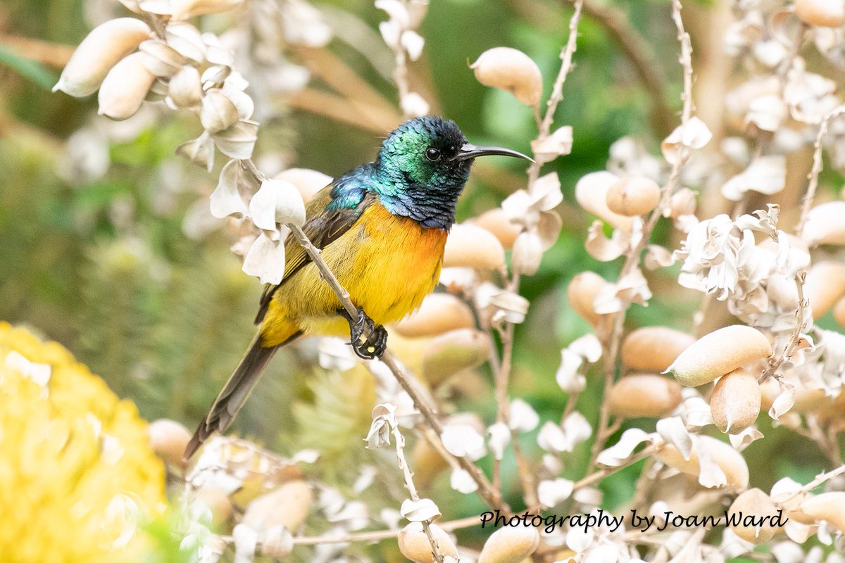 Kirstenbosch Garden - Official tweet media