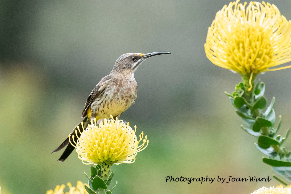Kirstenbosch Garden - Official tweet media