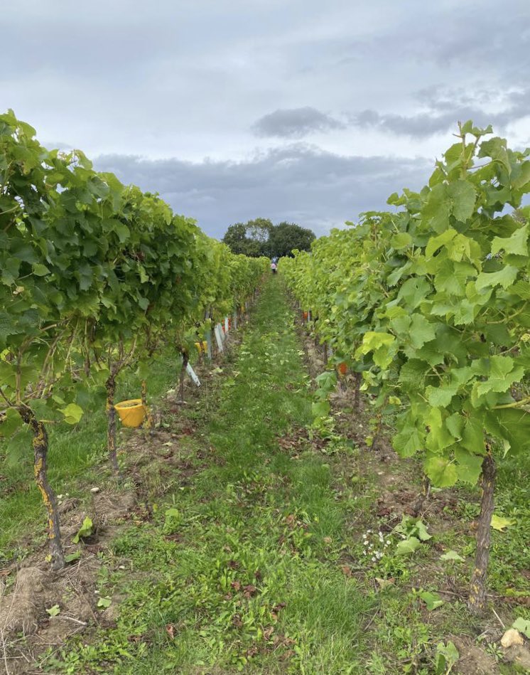 Alice Pritchard tweet media