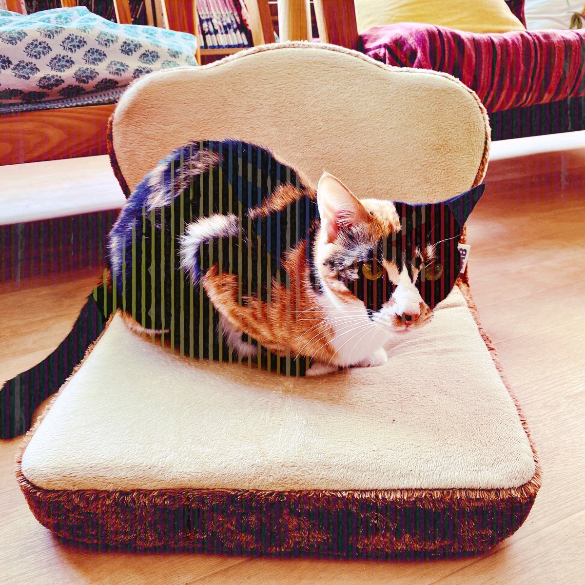 obi_wan_eclipse's tweet photo. #猫式 #猫 #cat #ShotoniPhone #Hipstamatic #Aatto #Vixen #RedEyeGel https://t.co/0mdr9RJWyX