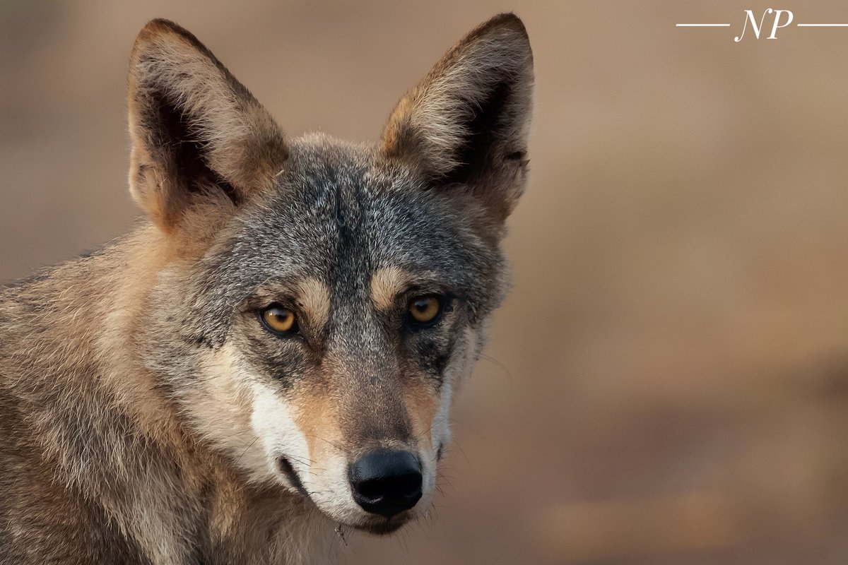 pai_nitin's tweet photo. “The wolf that one hears is worse than the orc that one fears.” — J.R.R. Tolkien

Alpha male| Pune Grasslands 
October 2022 https://t.co/SknYOC5heL