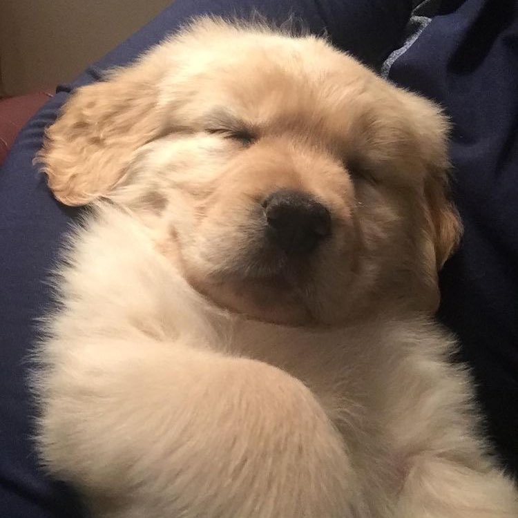 bbubijo's tweet photo. Retriever club 🐶 https://t.co/CCZEJhLnEZ