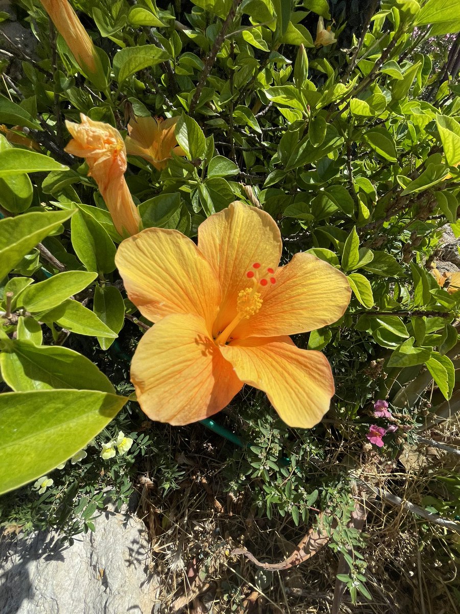 Good morning everyone 🥰🙏☮️ #goodmorning #GoodMorningEveryone #NaturePhotograhpy #Flowers #nature