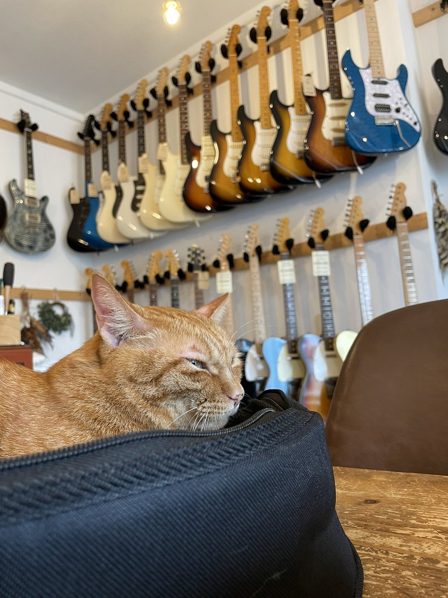 fjm_guitarbk's tweet photo. 今日の本命のギターショップに
ここだけゆったりな雰囲気が漂ういいショップです😊
看板猫🐱の「みかんちゃん」可愛かったー💕
#OLD_BRIDGE https://t.co/bNm0O2eqzr