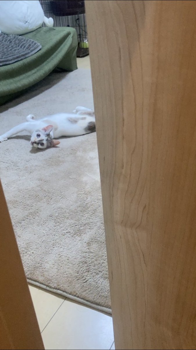 cat_yotuber's tweet photo. やべぇ観られた...。
#ねこ
#猫好き
#猫のいる暮らし https://t.co/e5vmd3Fc2u