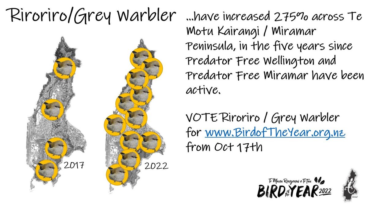 Just out here dropping #science #facts ahead of voting in the @Forest_and_Bird #BirdoftheYear2022 
#ScienceTheSh1tOutOfIt