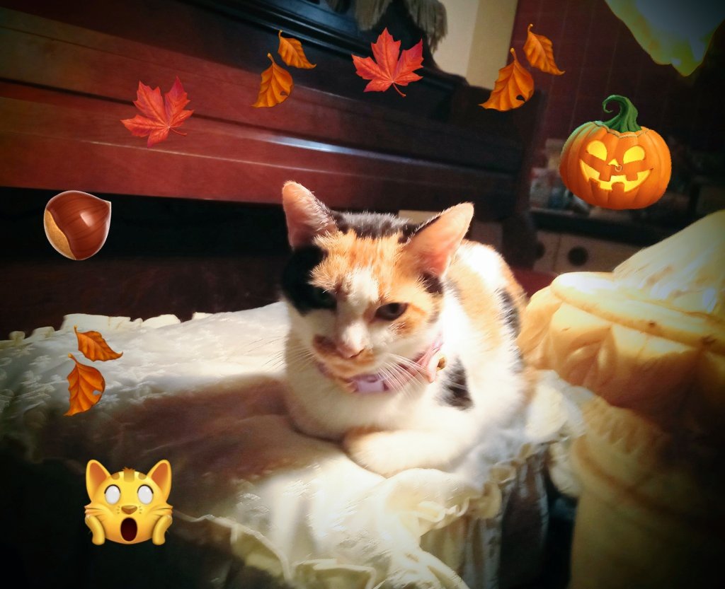 uranainotatujin's tweet photo. 秋の三毛猫😺✨🎶✨🎵✨🎶✨🎵
あっついほうが良かったニャ・・・
もの思いにふけるミケ🎃
#猫のいる暮らし 
#猫のいる幸せ 
#ミケちゃん
#ねこ https://t.co/2nA3Nsl29C